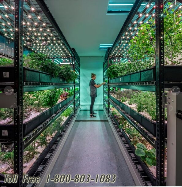 indoor marijuana cannabis high yield volume growing system