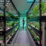 cannabis vertical growing storage racks