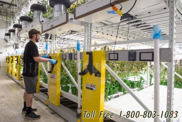 high yield cannabis marijuana plant room compact racks
