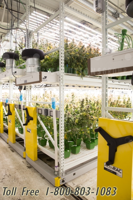 marijuana plant room vertical growing storage racks