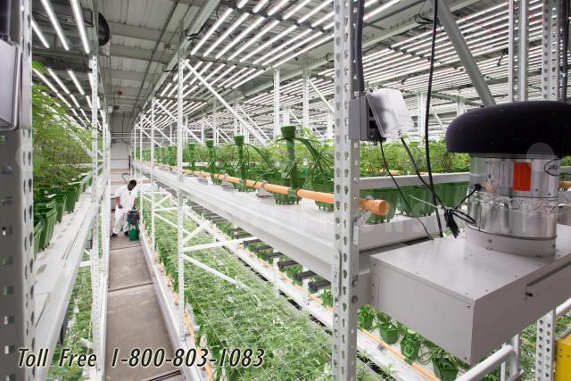 hydroponic cannabis vertical grow denver colorado springs aurora fort collins boulder pueblo