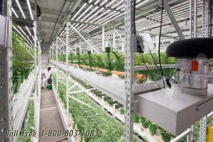 hydroponic cannabis vertical grow oklahoma city norman lawton altus enid shawnee duncan ardmore durant