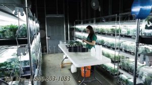 high yield cannabis vertical indoor growing anchorage fairbanks juneau