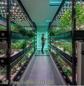 high yield cannabis vertical indoor growing billings missoula great falls bozeman butte