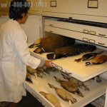 Bird conservation science museum cabinet air tight sealed gasket drawers trays