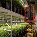 Cannabis growing rolling racks indoor farming