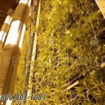 Cannabis high yield vertical growing compact racks