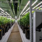 Cannabis indoor growing vertical storage