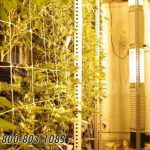 Cannabis marijuana compact racks vertical growing