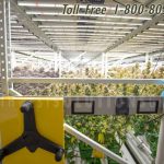 Cannabis plant high yield indoor growing racks
