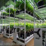 Cannabis storage grow system rolling racks