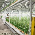 High yield cannabis indoor growing rack