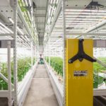 High yield indoor vertical growing compact racks