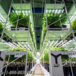 Indoor farming cannabis storage