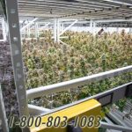Indoor growing racks compact high yield cannabis storage