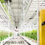 Marijuana cannabis high yield storage compact racks