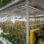 Marijuana plant room high yield compact racks