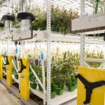 Marijuana plant room vertical growing storage racks