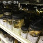 Museum 4 post shelves storing fish samples
