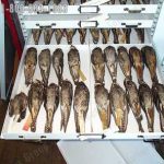 Museum cabinets bird storage drawer fossils rocks bones insects mammal skins