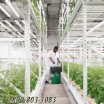 Vertical growing cannabis compact racks
