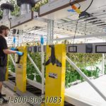 Vertical growing compact racks cannabis storage