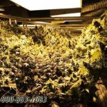 Vertical indoor cannabis growing compact racks