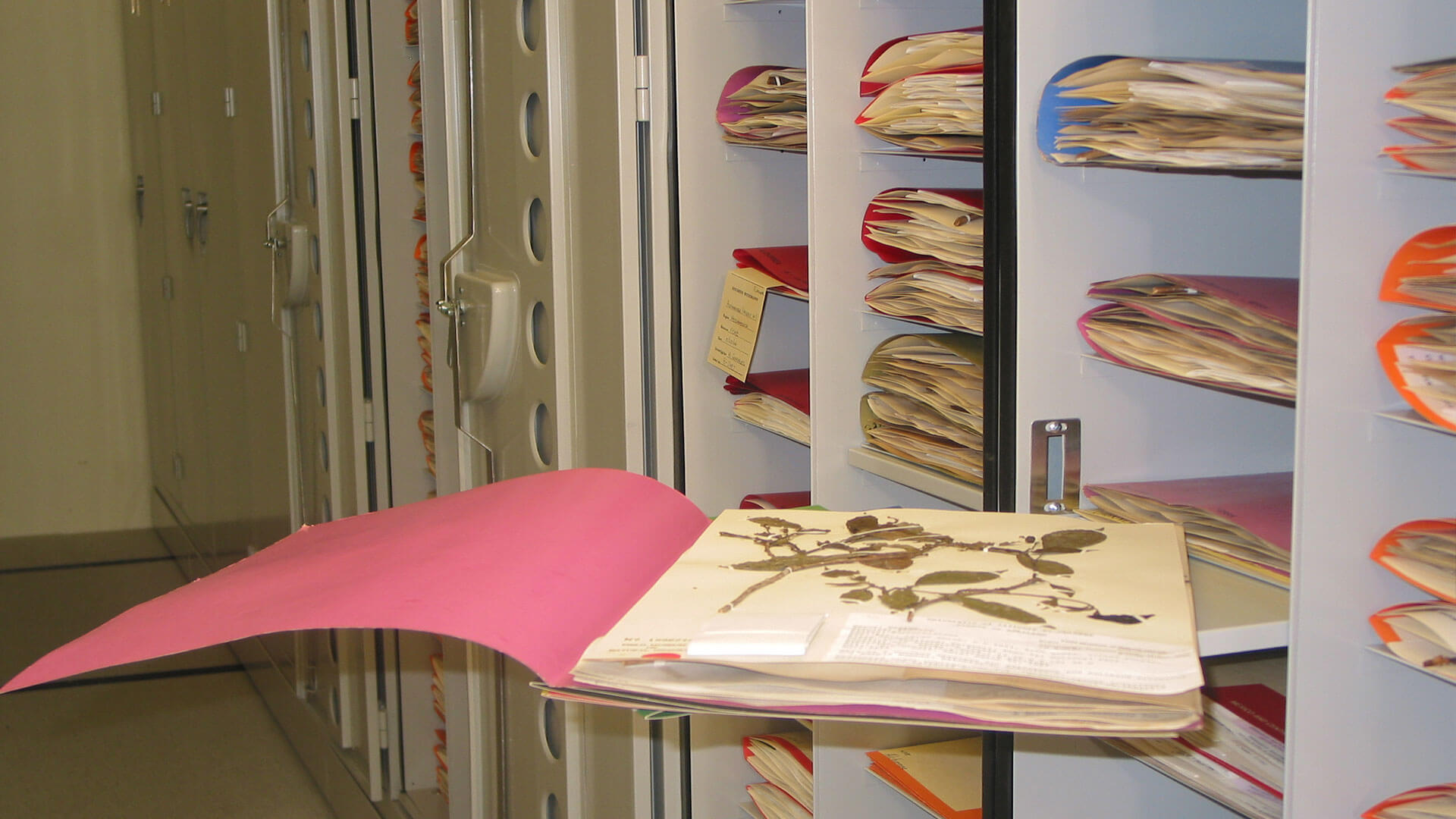 Herbarium botany storage cabinets hd
