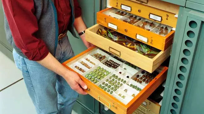 entomology storage cabinets