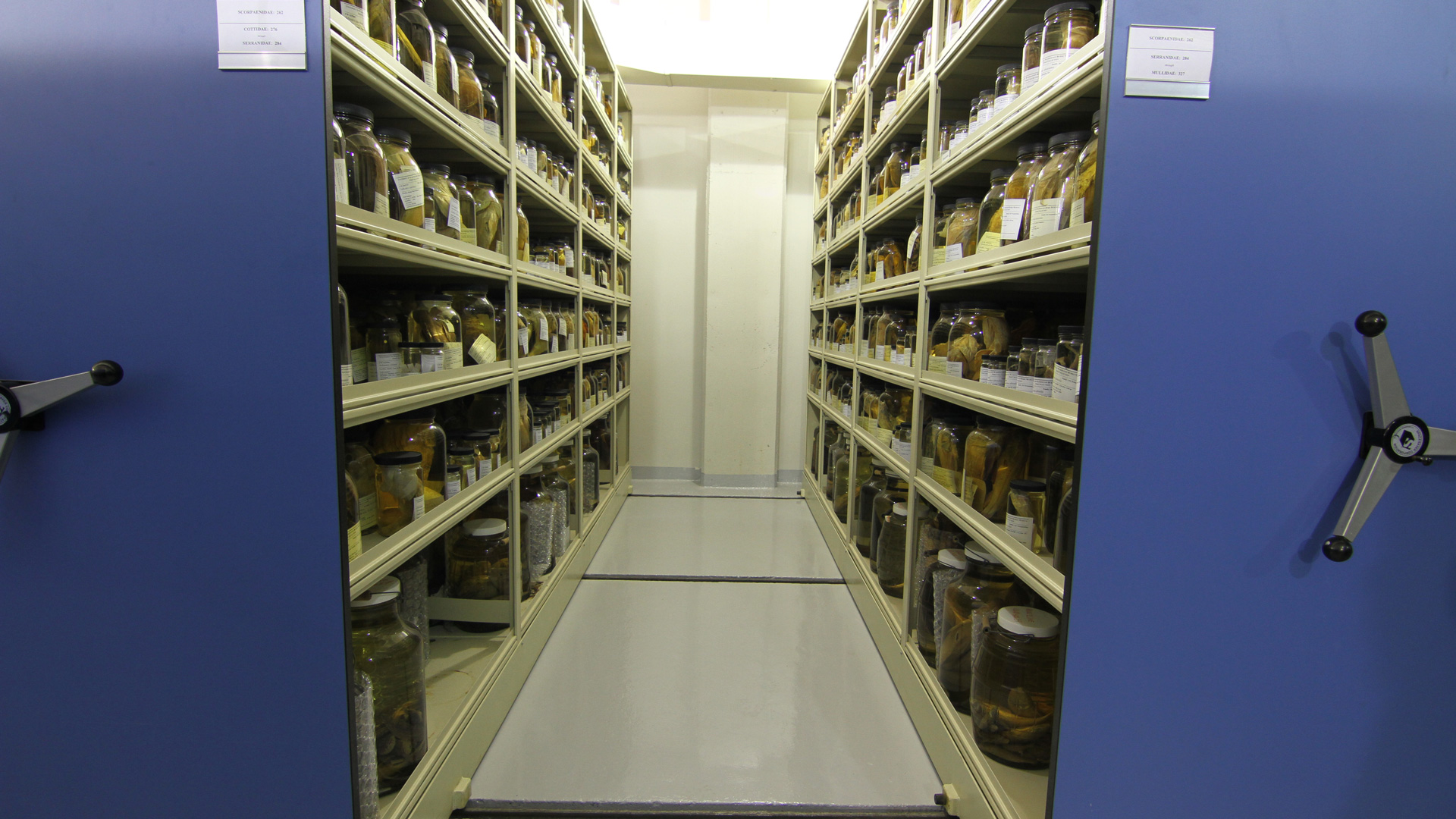 fish collection storage