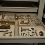 museum fossil drawer cabinet