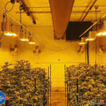 adjustable grow lights cannabis storage