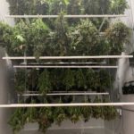 cannabis drying racks