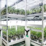 cannabis high density growing racks