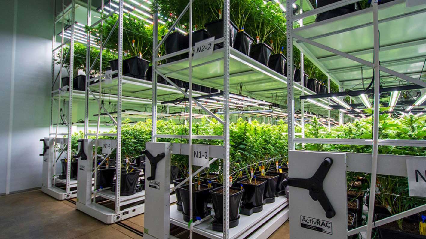 cannabis storage grow system Racks