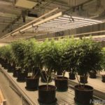 commercial cannabis grow lighting