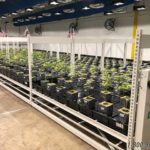 commercial cannabis maximizing grow storage