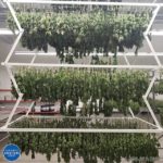 commercial cannabis storage best practices