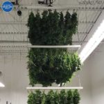 overhead hanging drying racks cannabis