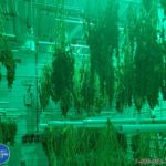 space saving cannabis drying racks