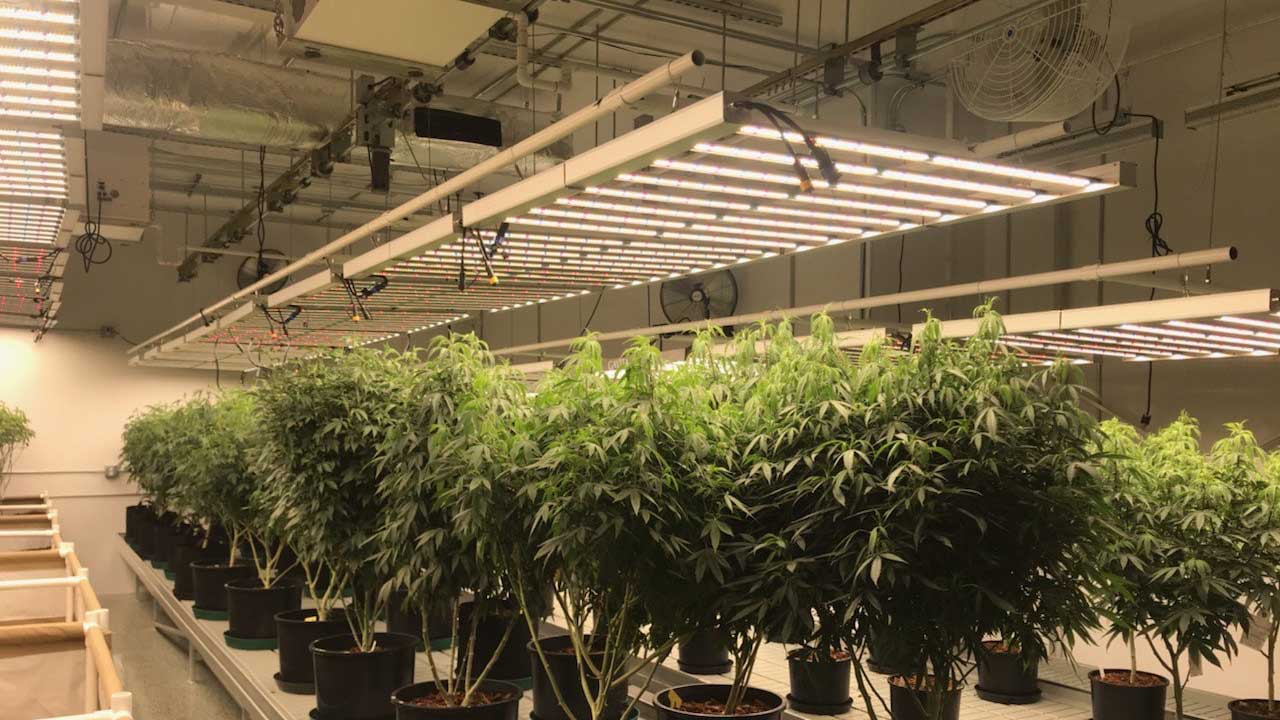 cannabis grow lighting