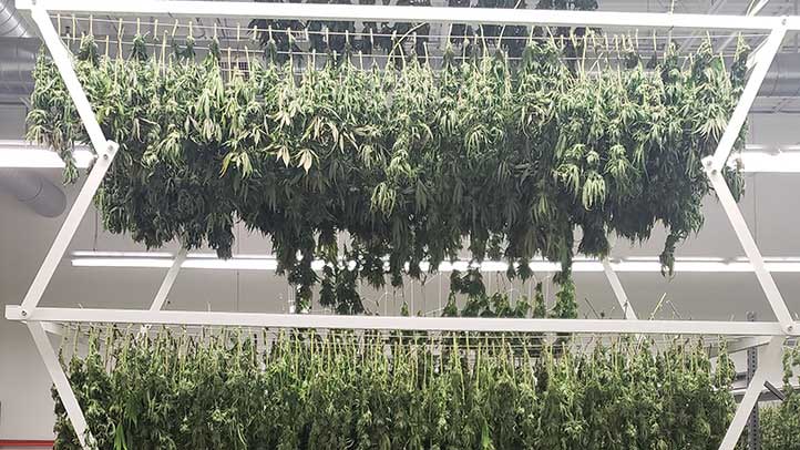 cannabis overhead drying racks