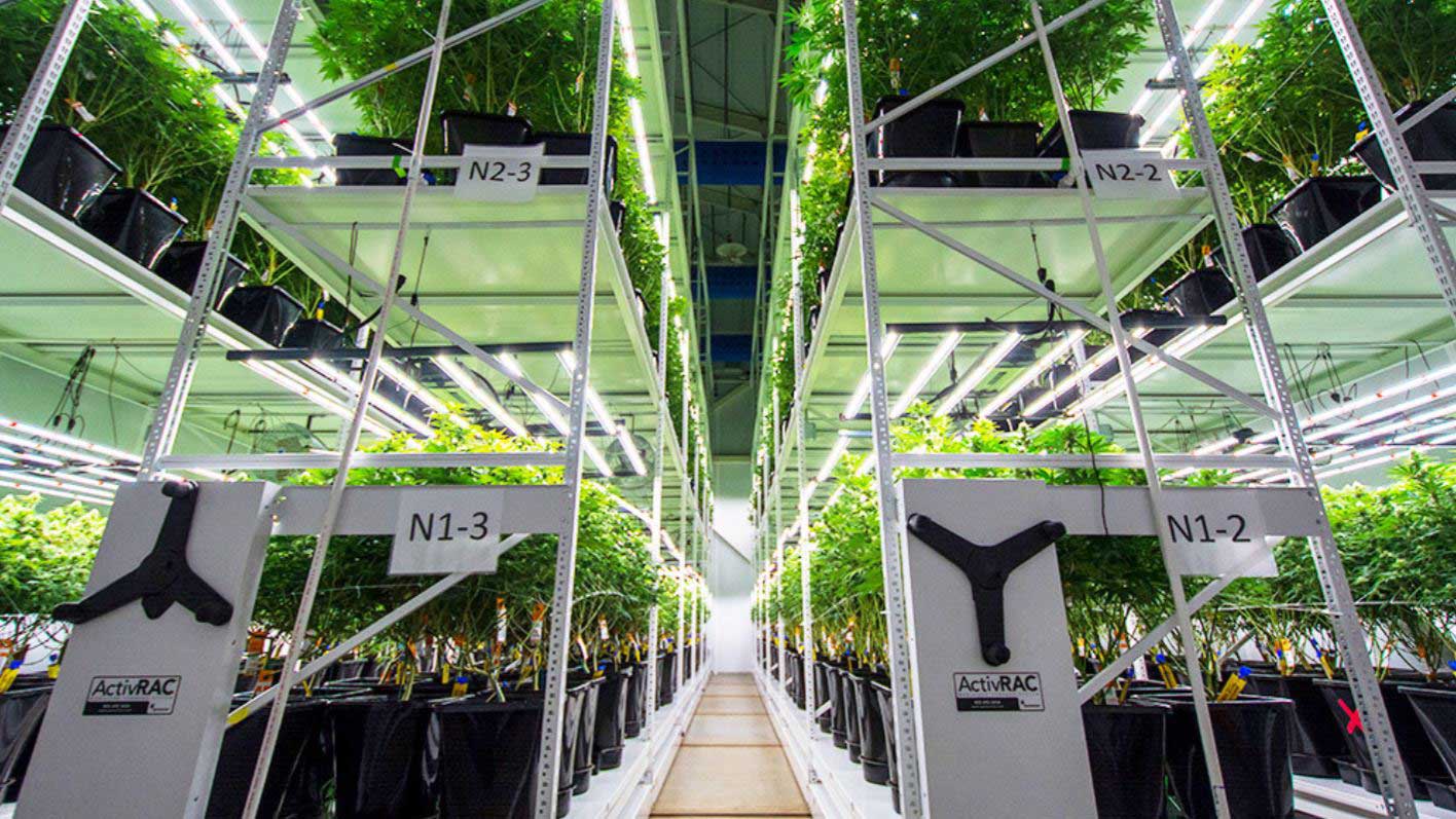 cannabis vertical growing racks featured