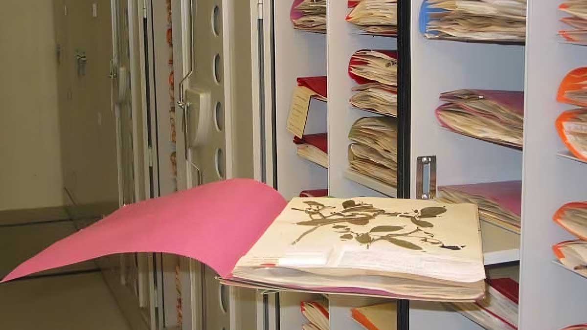 herbarium specimen archive mobile cabinets